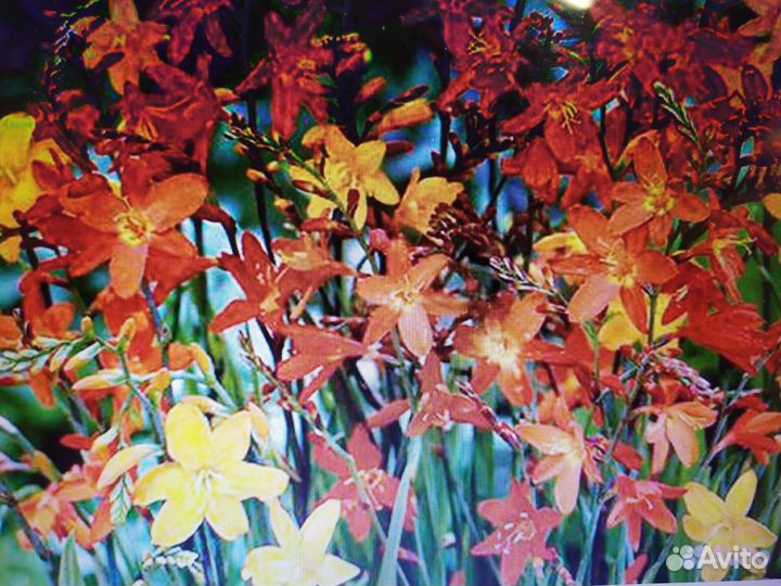 Многолетние садовые цветы