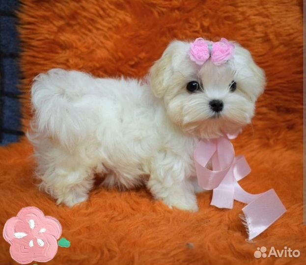 Мини мальтипушечки.Тедди ф1 бронирование