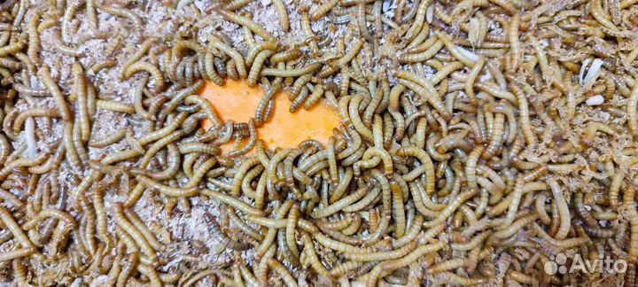 Мучной червь