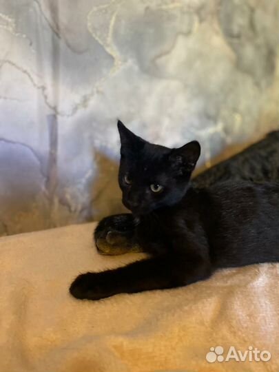 Черный котенок