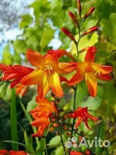 Монбреция японский гладиолус