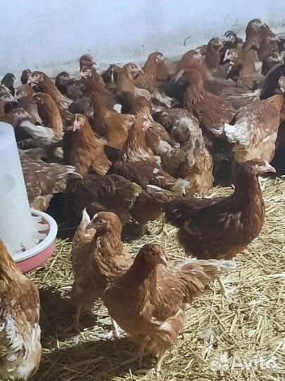 Куры молодки несушки