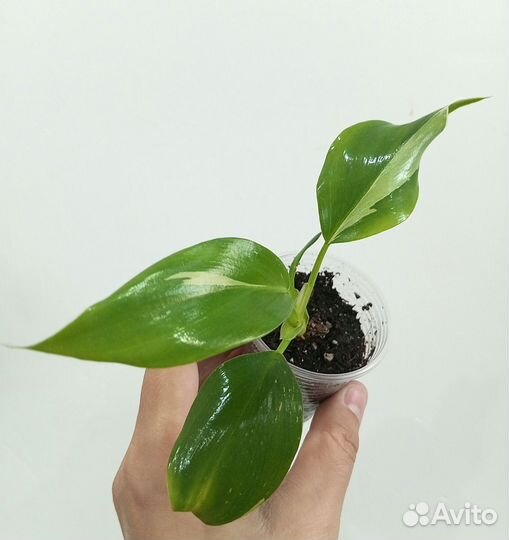 Филодендрон Вайт Визард