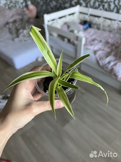 Сингониумы и другие растения