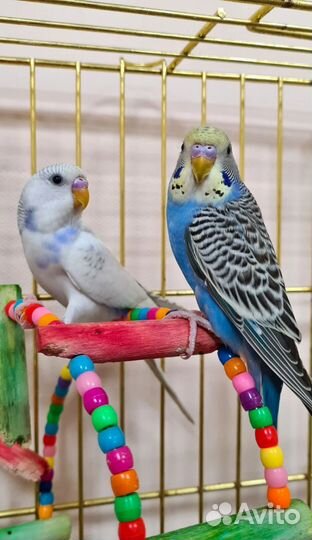 Волнистые попугаи +2 клетки