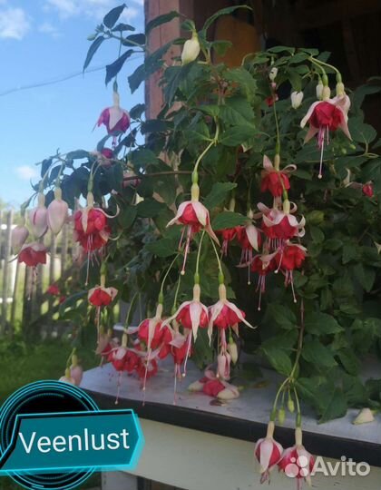 Черенки сортовых фуксий