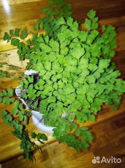 Цветок венерин волос