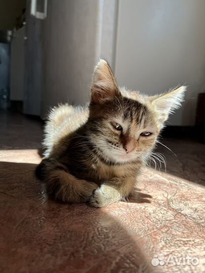 Котята в добрые руки бесплатно