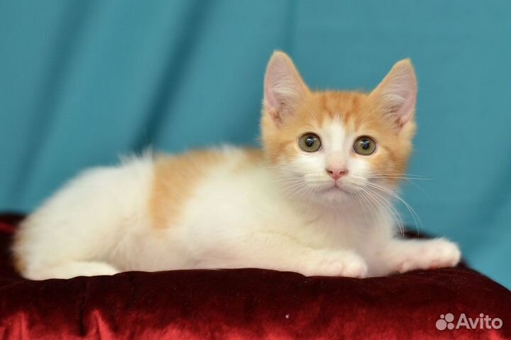 Котенок в добрые руки
