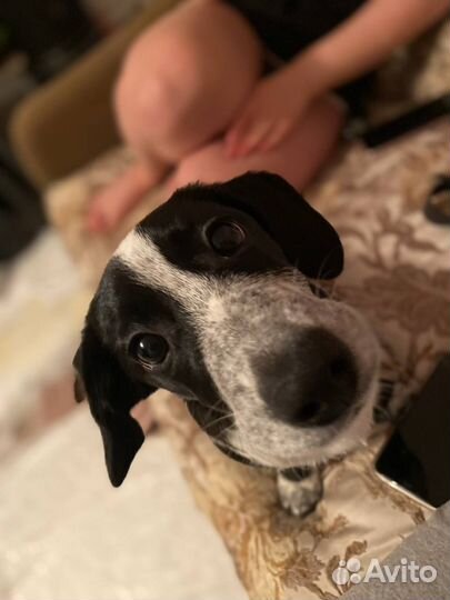 Вязка собак бесплатно