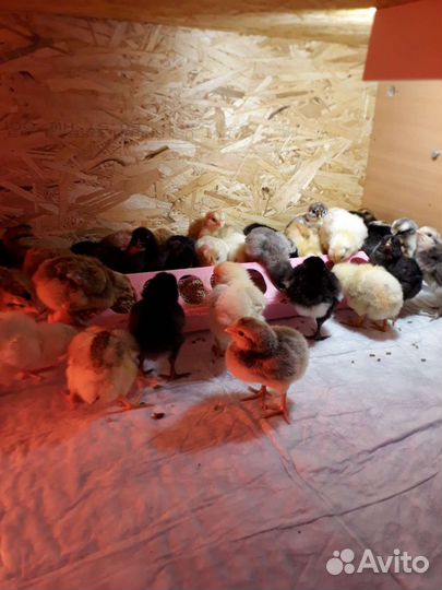 Цыплята подрощеные