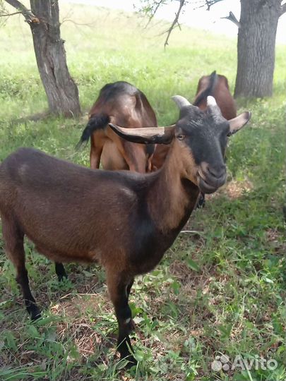 Козы чешские