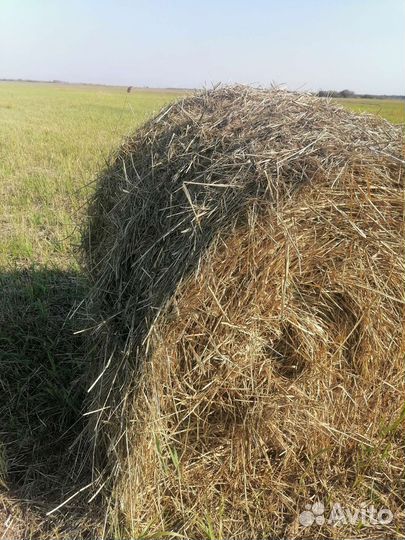 Сено в рулонах. 2023г