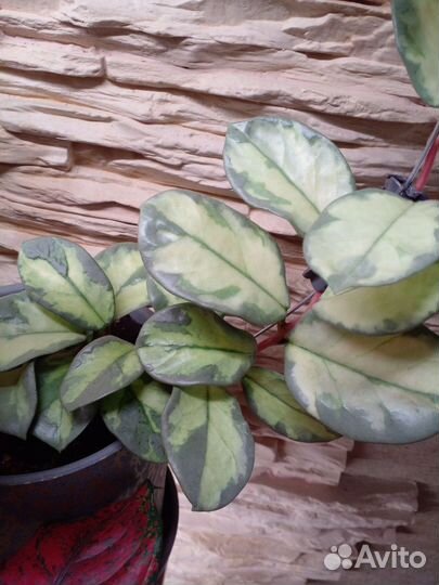 Хойя Аргентия принцесс