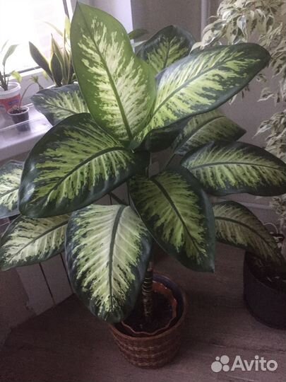 Комнатные растения -диффенбахия