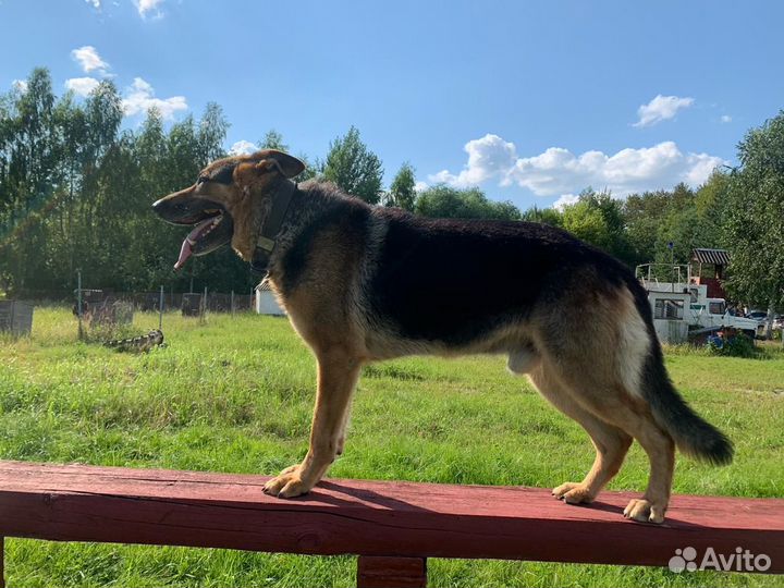 Немецкая овчарка