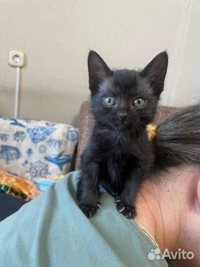 Кот в добрые руки