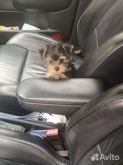 Йоркширский терьер