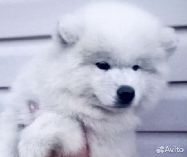 Самоеды, щенки, кобели от питомника