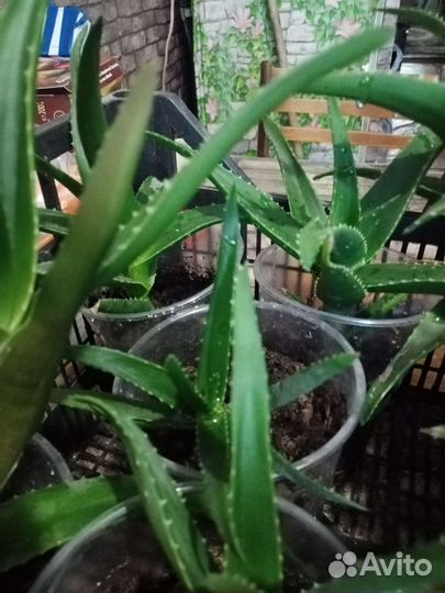 Алоэ лечебный