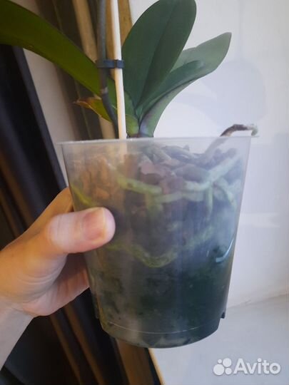 Орхидея фаленопсис