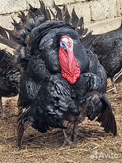 Индюшата, инкубационное яйцо