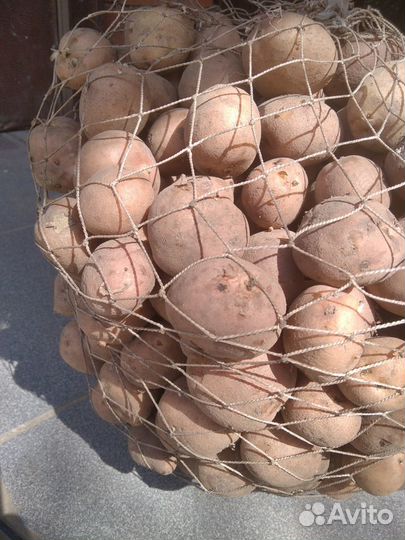 Картофель семенной Голландский «Романо»