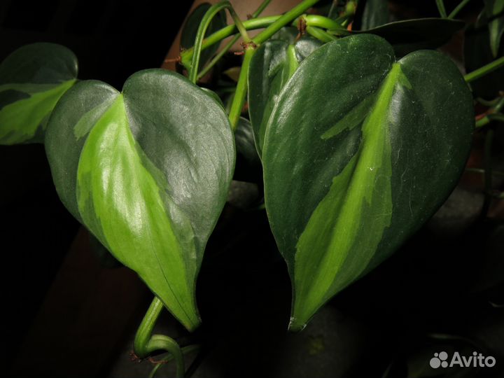 Коллекция ароидных филодендроны, сциндапсусы,агла