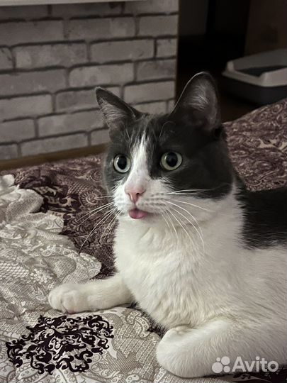 Кот в добрые руки