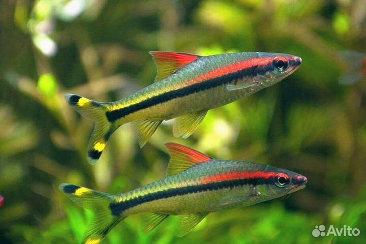 Аквариумные рыбки