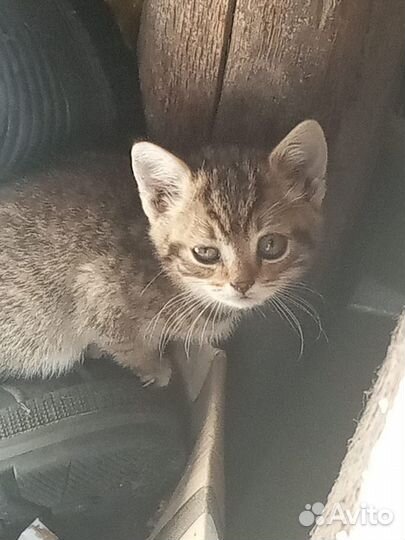 Кошка в дар бесплатно