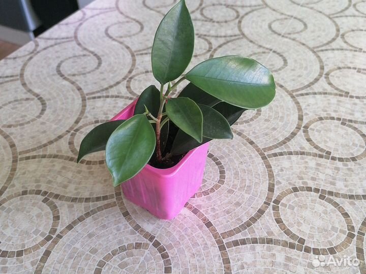 Фикус микрокарпа, отростки