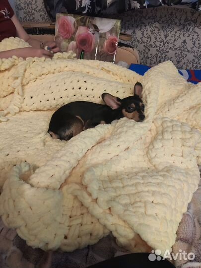 Вязка той-терьер мальчик