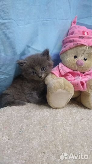 Застенчивый котенок девочка