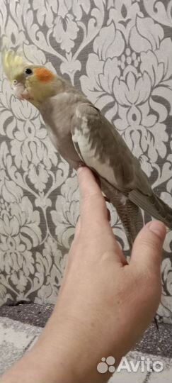 Птенцы корелла