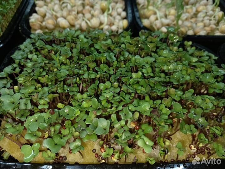 Микрозелень