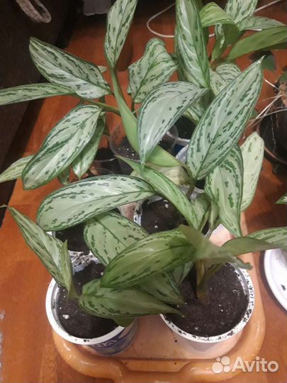 Аглонема Silver king