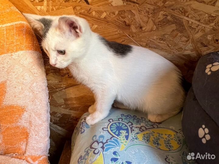 Белый котенок
