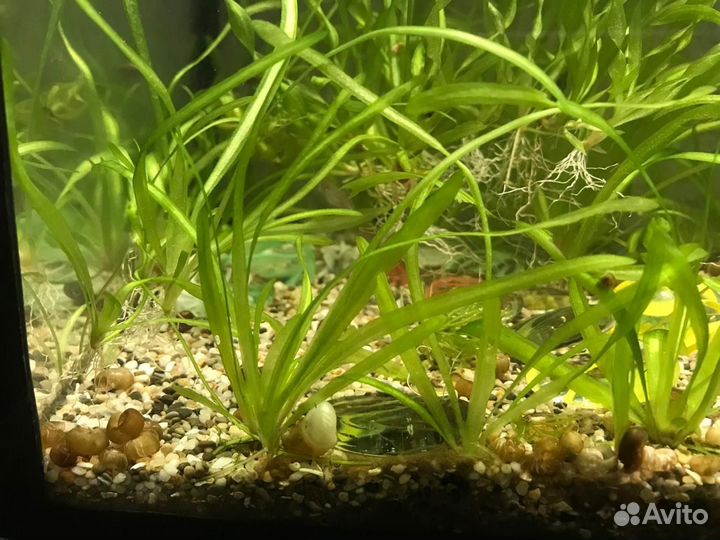 Аквариумные растения бесплатно