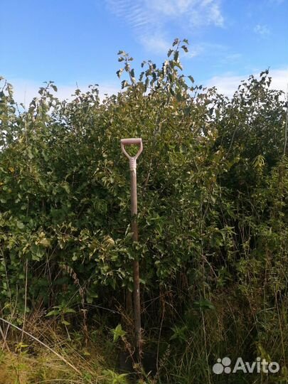 Продам пузыреплодник калинолистный