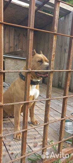 Щенки стаффа