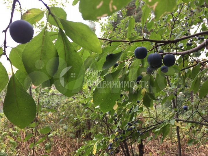 Участок 13 сот. (ИЖС)