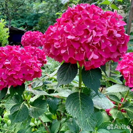 Цветы гортензия