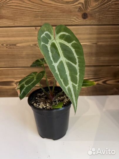 Антуриум кларинервиум