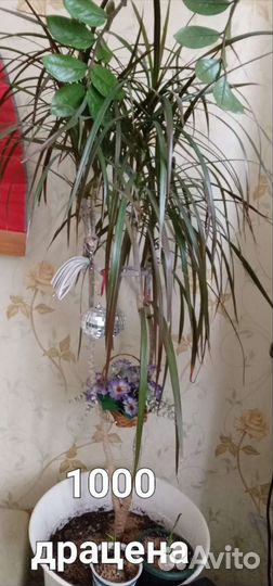 Комнатные растения