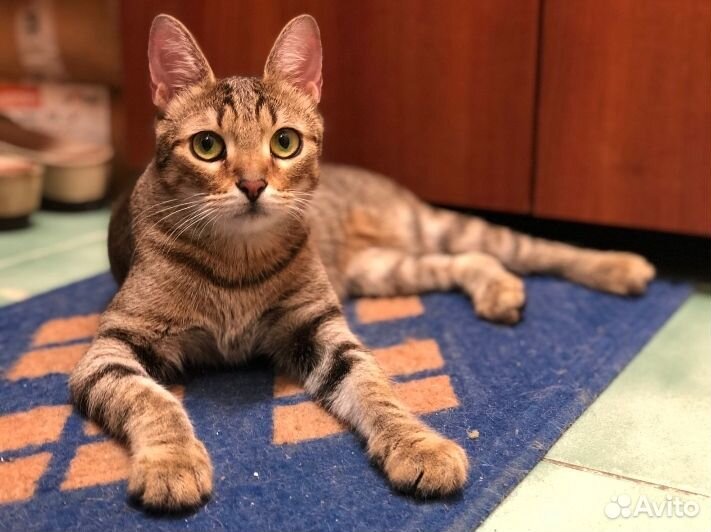 Отдам в хорошие руки бесплатно