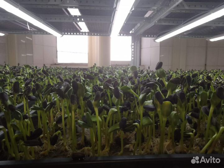 Микрозелень подсолнуха