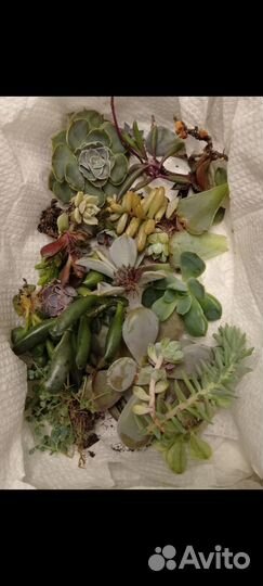 Суккуленты набор