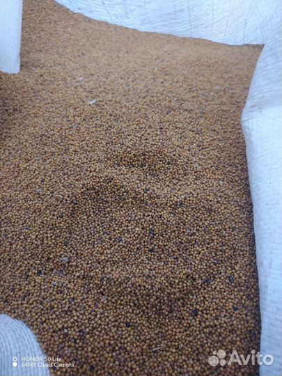 Семена горчицы