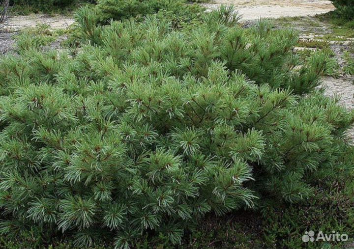 Кедровый стланик семена